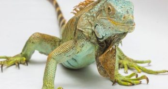 Las mascotas ideales para Acuario - AcuarioHoy.net