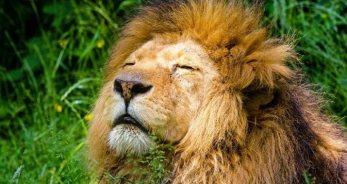 ¿Cuál es el signo opuesto de Acuario? - AcuarioHoy.net